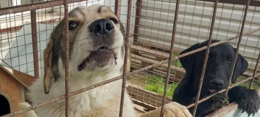 Tierschutzprojekt in Kroatien
