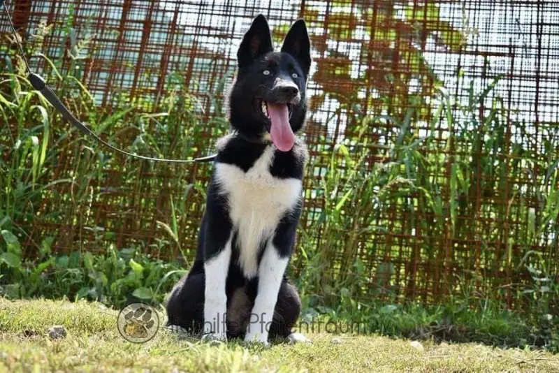 Aisha