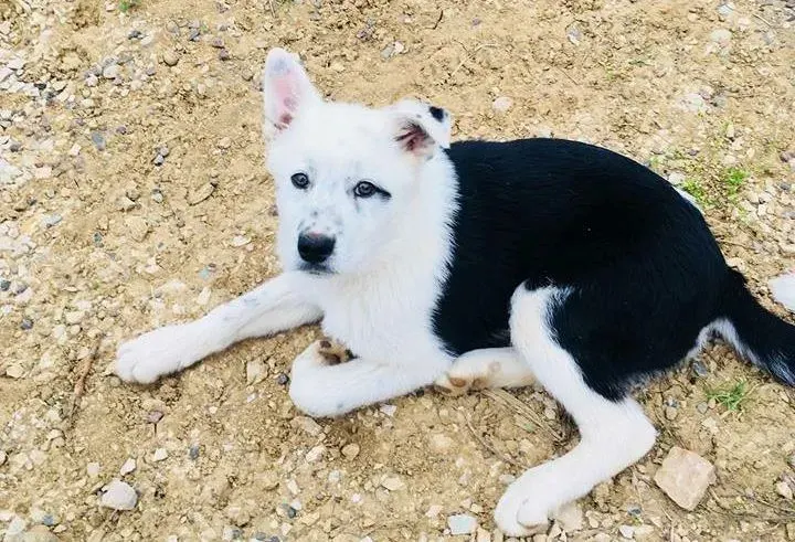 Ajax