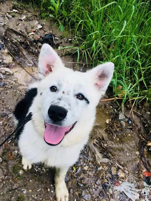 Ajax