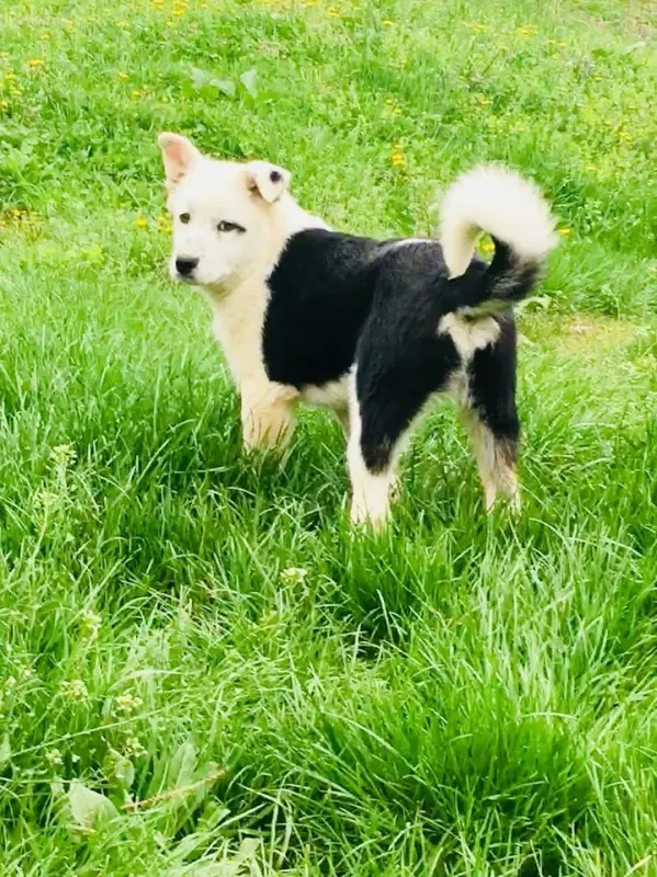Ajax