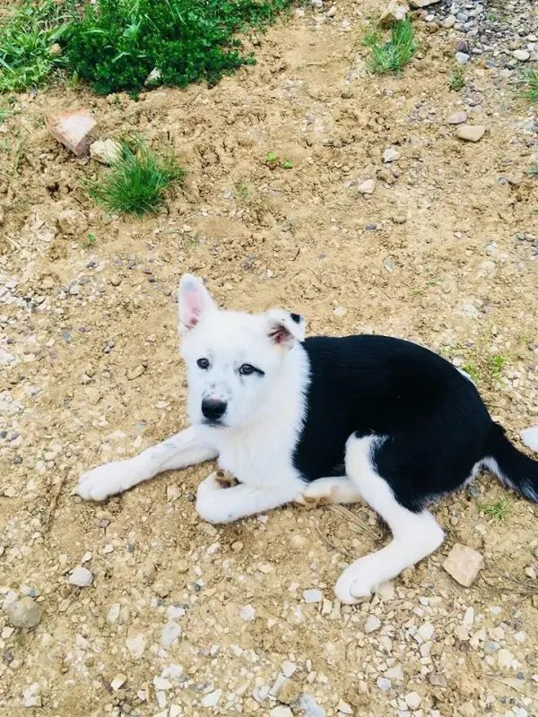 Ajax