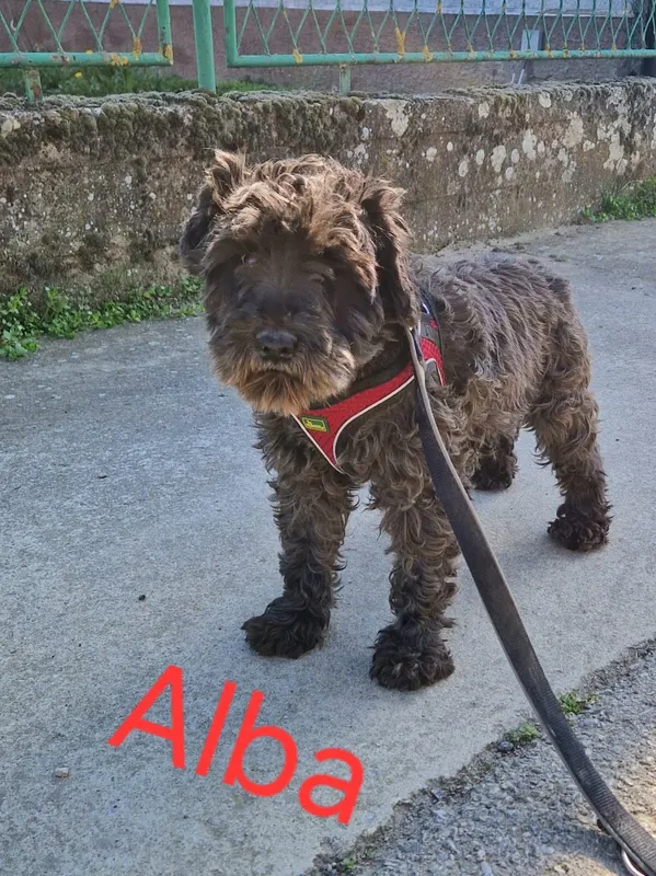 Foto von Alba
