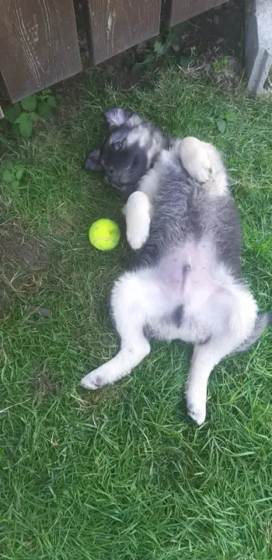 Alfred