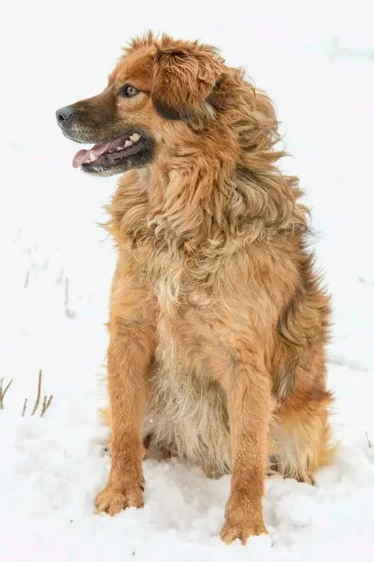 Amigo
