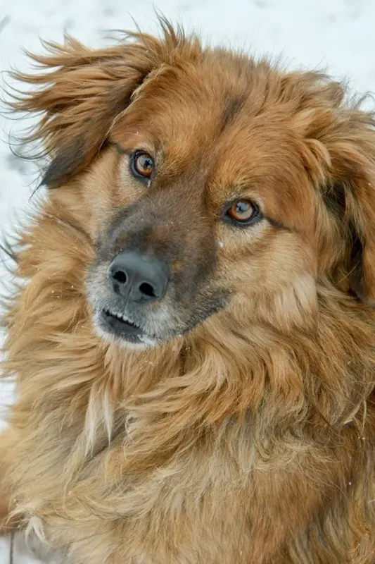 Amigo