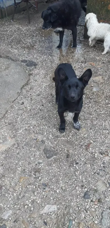 Aramis