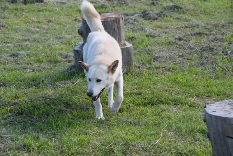 Ares