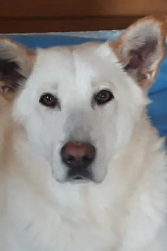 Ares