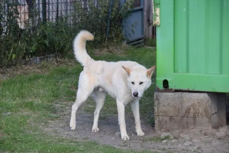 Ares