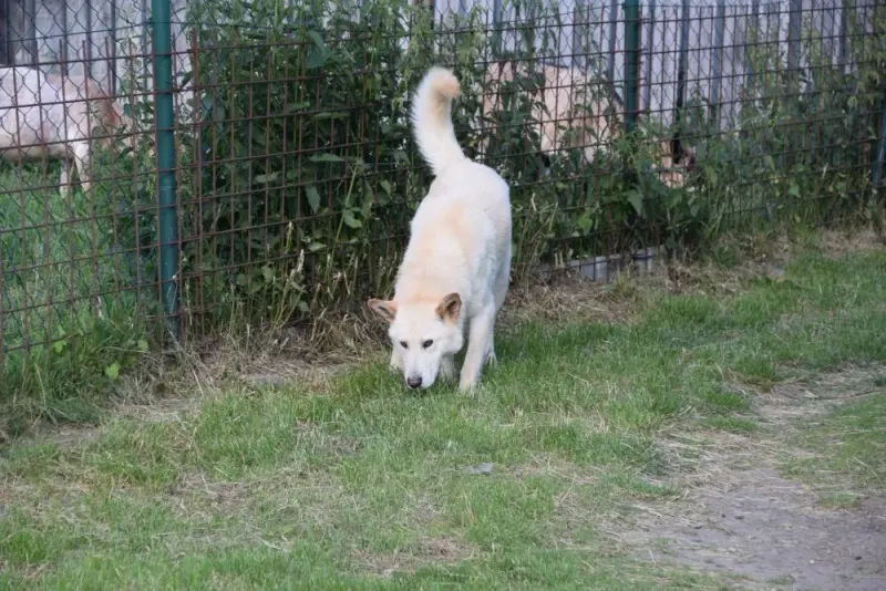 Ares