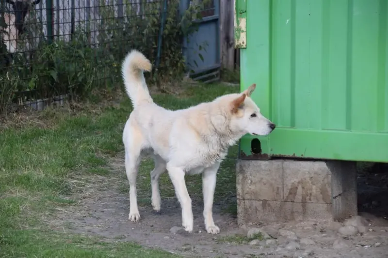 Ares