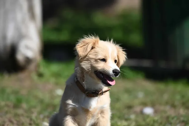 Ari