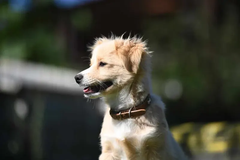 Ari