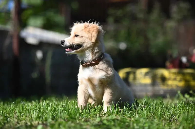 Ari