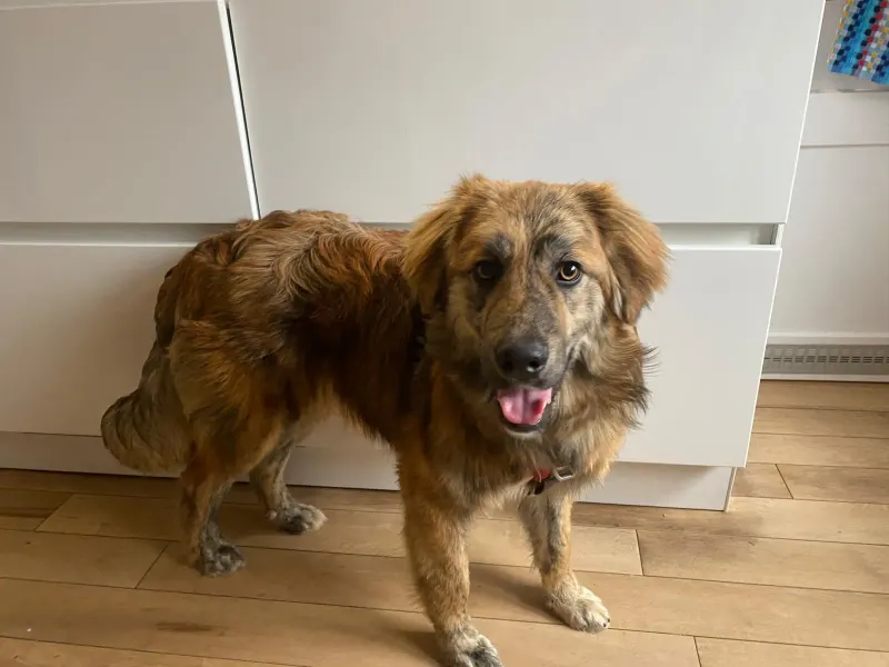 Arlo