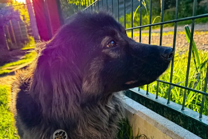 Arya