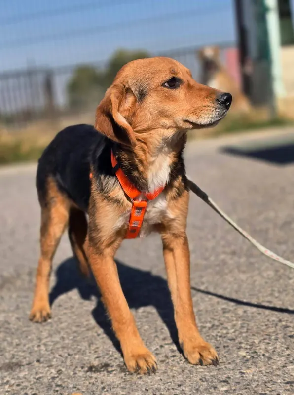 Astro
