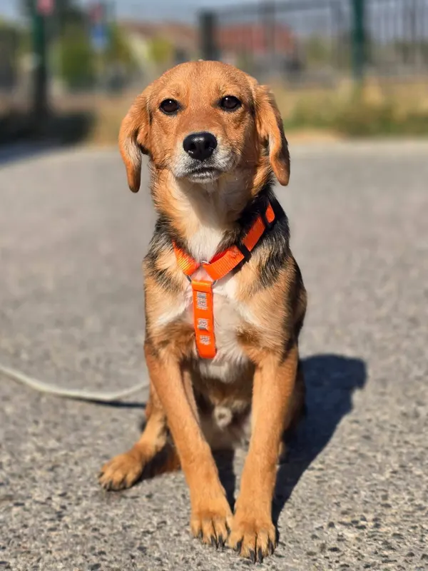 Astro
