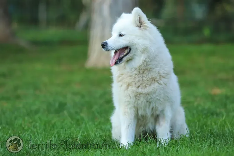 Ava