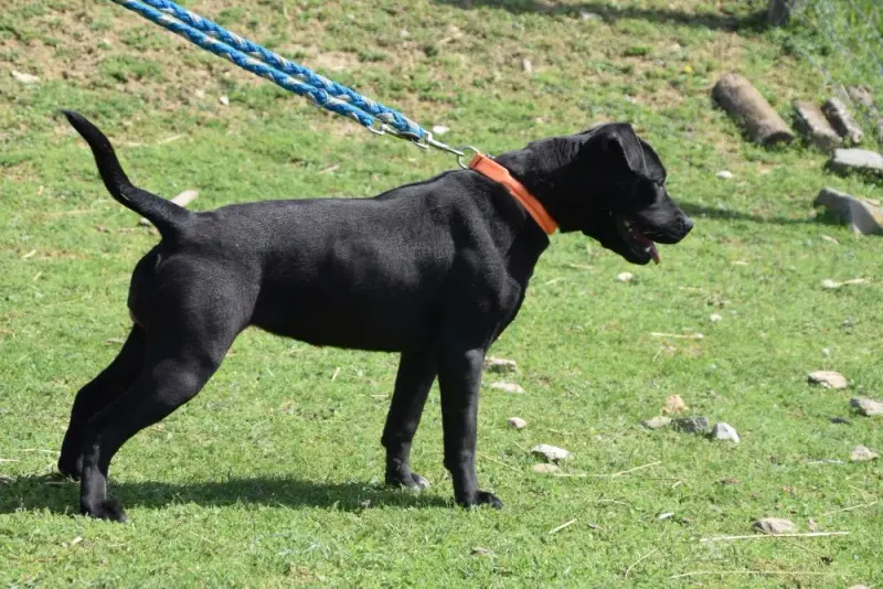 Bagira