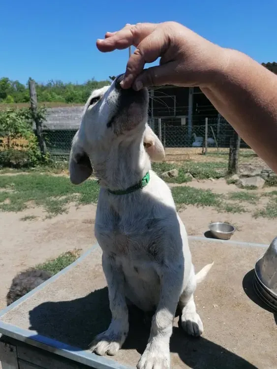 Bailey