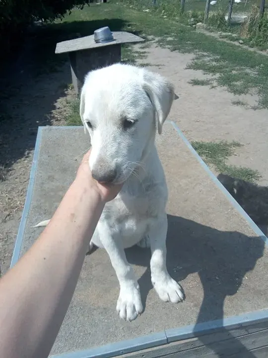 Bailey