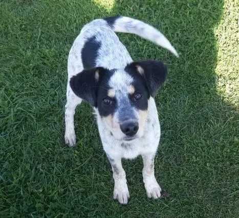 Bailey