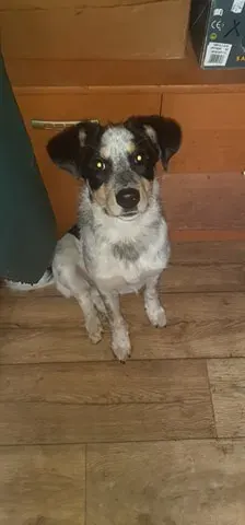 Bailey