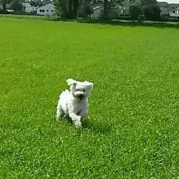 Bailey
