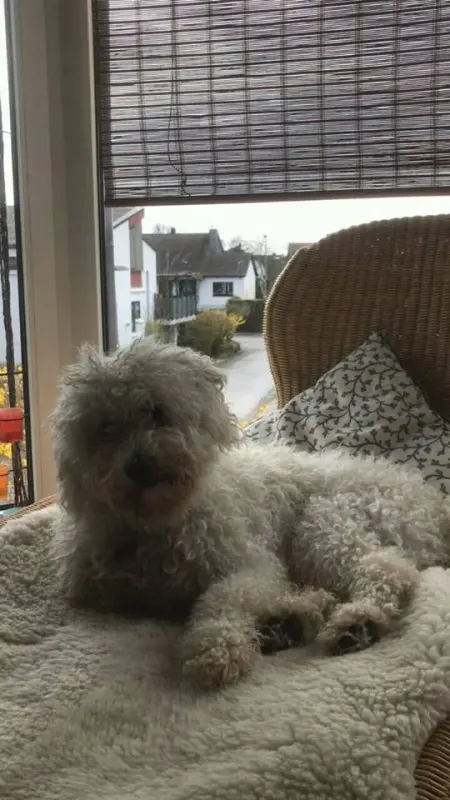Bailey