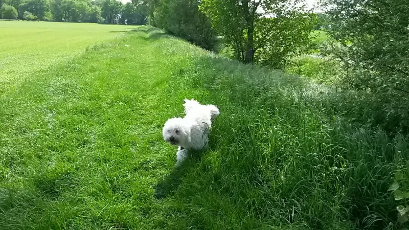 Bailey