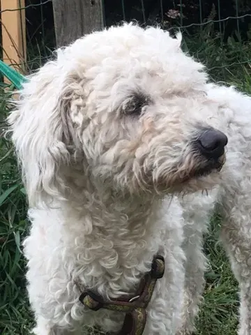 Bailey