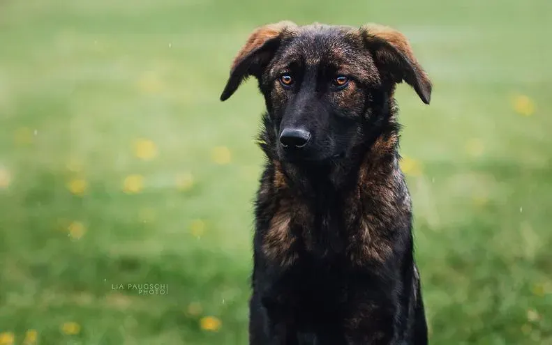 Baldur