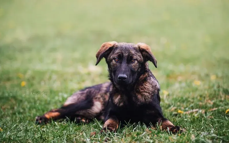 Baldur