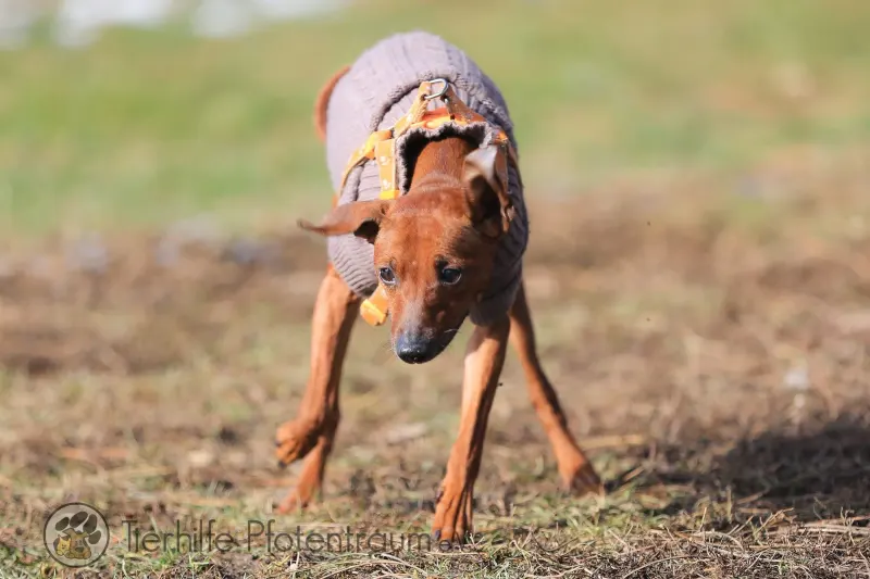 Bambi