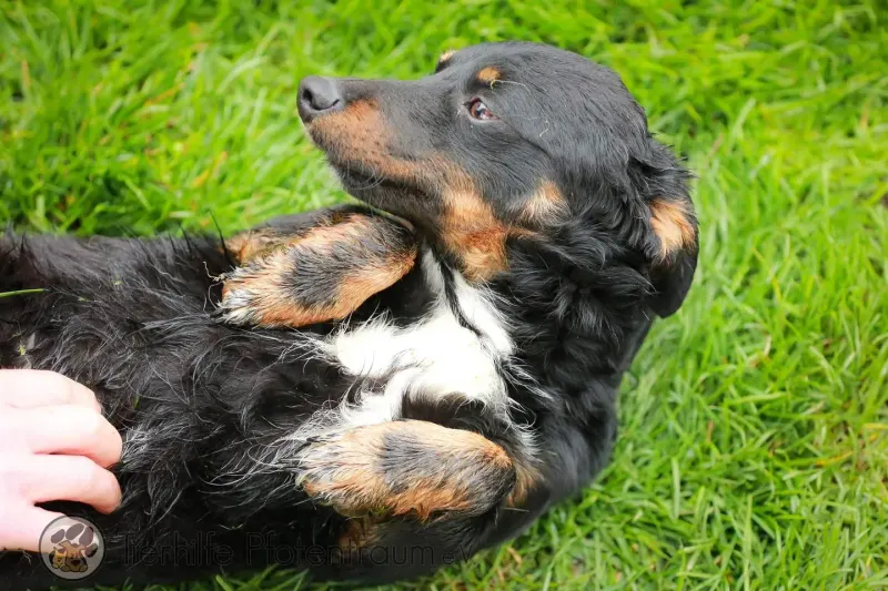 Bandi