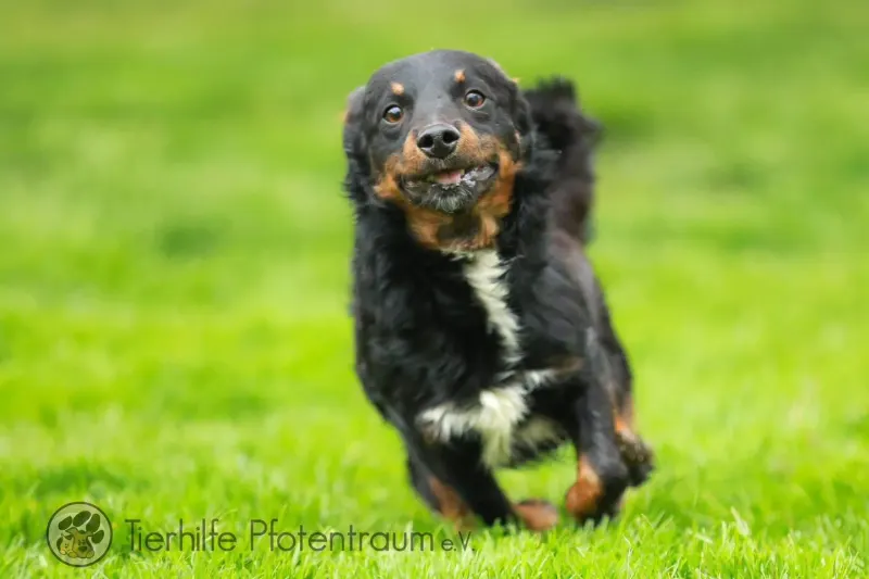Bandi