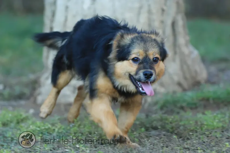 Bandit