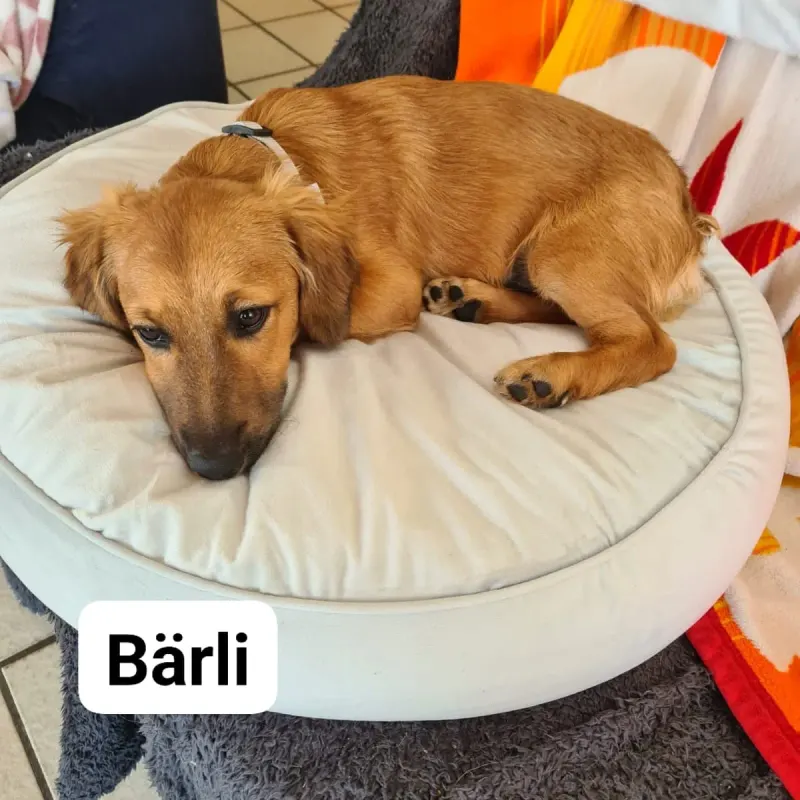 Bärli