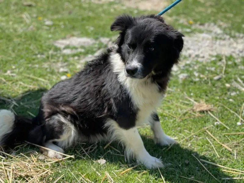 Bèci