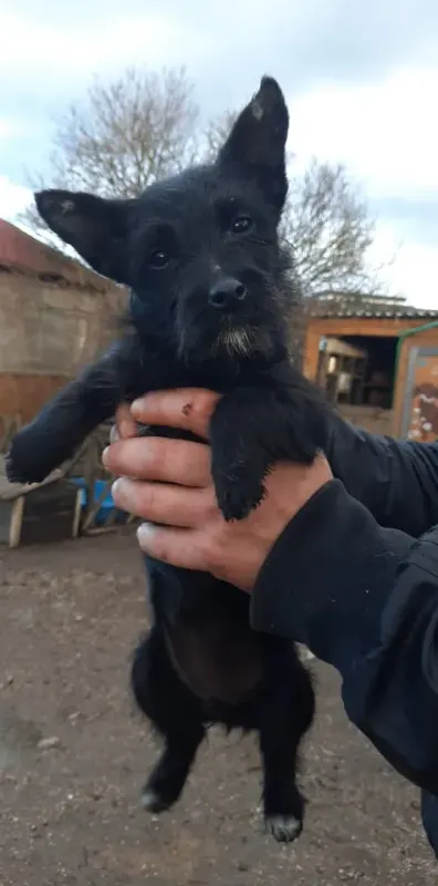 Bela