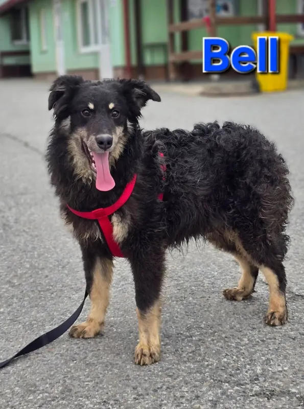 Bell