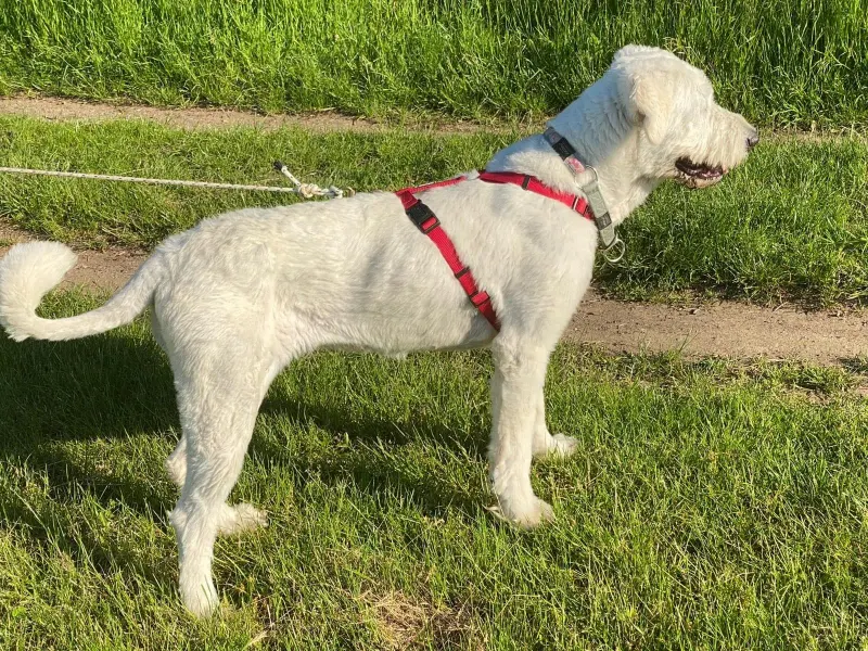 Bella