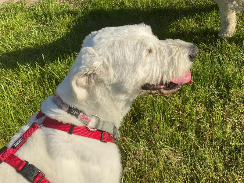 Bella