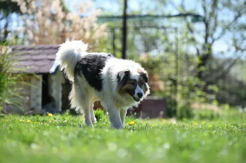 Bella