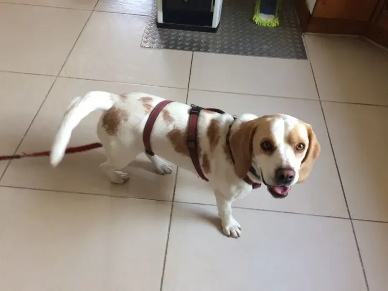 Bella