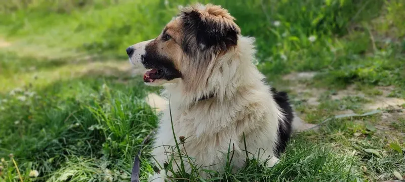 Bella