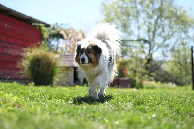 Bella
