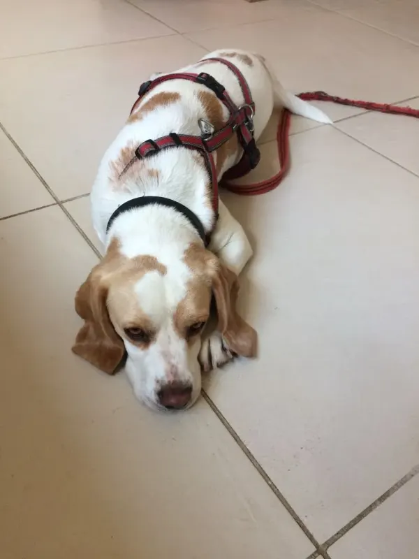 Bella